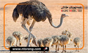 کدام سن شترمرغ برای پرورش بهتر است؟